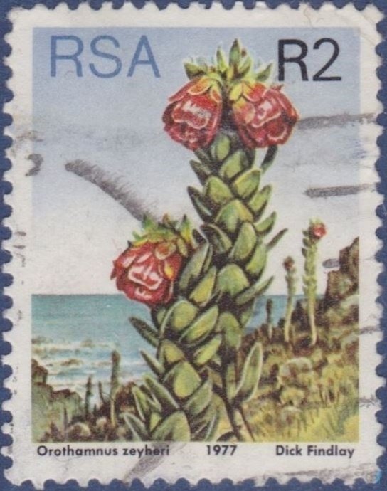 Marsh rose (Orothamnus zeyheri)