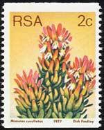 Stamp, Mimetes cucullatus, South Africa,  , Flowers, Plants (Flora)