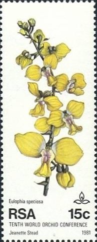 Eulophia speciosa