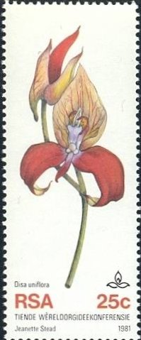 Disa uniflora