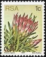 Protea repense