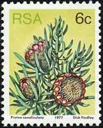Groove-leaf sugarbush (Protea canaliculata)