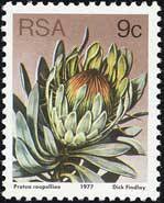 Silver sugarbush (Protea roupelliae)
