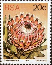 Queen protea (Protea magnifica)