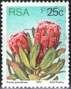 Princess protea (Protea grandiceps)