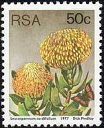 Stamp, Leucospermum cordifolium, South Africa,  , Animals (Fauna), Butterflies, Flowers, Insects, Plants (Flora)