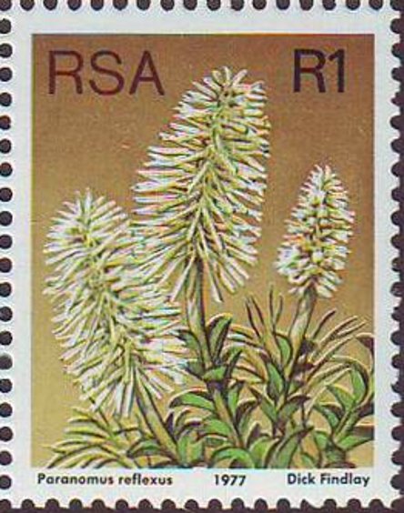 Paranomus reflexus