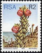 Marsh rose (Orothamnus zeyheri)