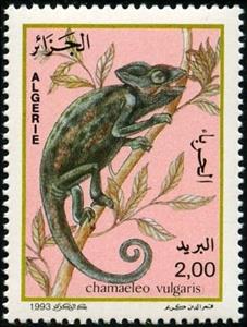 Stamp, Common Chamäleon (Chamaeleo vulgaris), Algeria,  , Reptiles, Animals (Fauna)