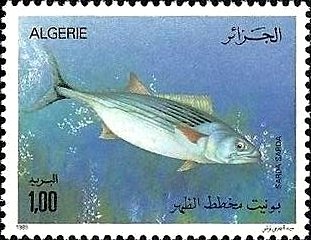 Atlantic Bonito (Sarda sarda)