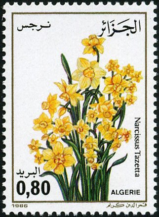Narcissus tazetta