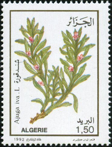 Ajuga iva
