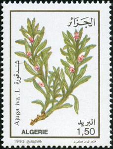Stamp, Ajuga iva, Algeria,  , Plants (Flora)