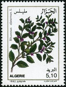 Stamp, Rhamnus alaternus, Algeria,  , Plants (Flora)