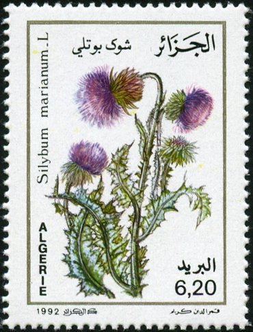 Silybum marianum