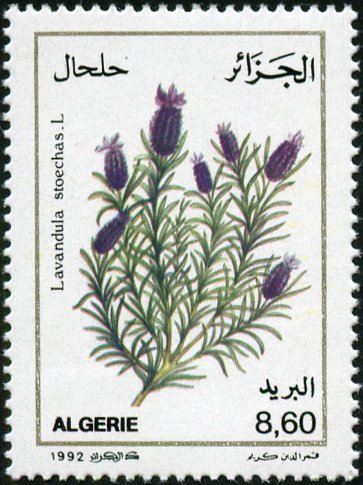 Lavandula stoechas