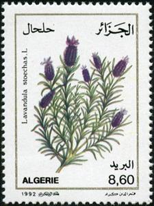 Stamp, Lavandula stoechas, Algeria,  , Plants (Flora)