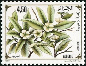 Stamp, Eriobotrya japonica, Algeria,  , Plants (Flora)