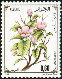 Stamp, Cydonia oblonga, Algeria,  , Plants (Flora)