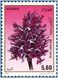 Orchis simia