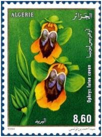 Ophrys lutea