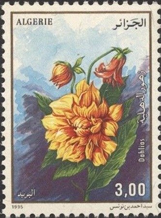 Dahlia
