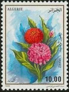 Zinnia