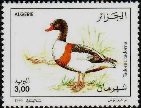 Shelduck (Tadorna tadorna)