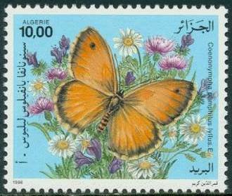 Small Heath (Coenonympha pamphilus)
