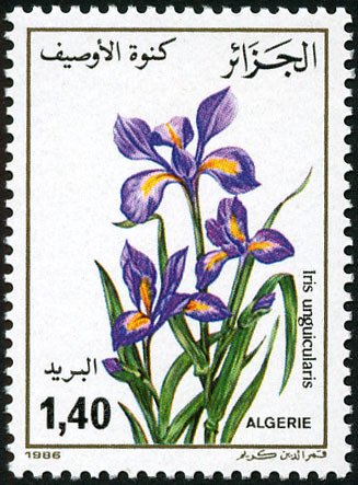 Iris unguicularis