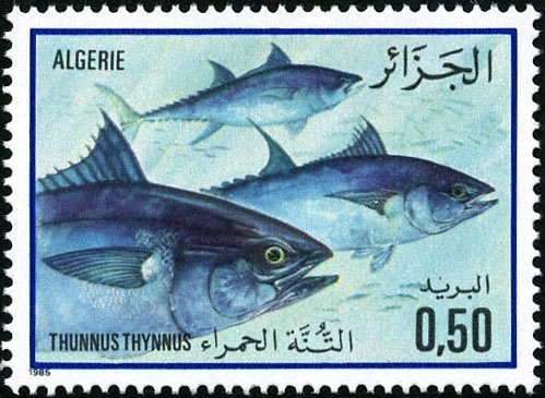 Atlantic Bluefin Thuna (Thunnus thynnus)