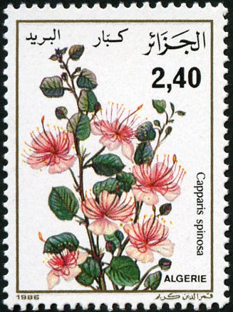 Capparis spinosa