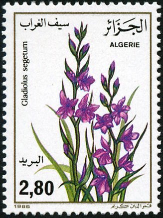 Gladiolus spinosa