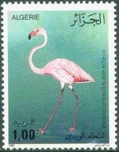Greater Flamingo (Phoenicopterus ruber roseus)