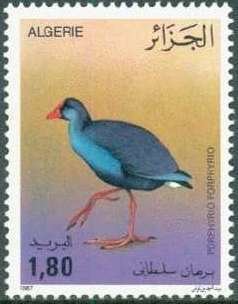 Purple Gallinule (Porphyrio porphyrio)