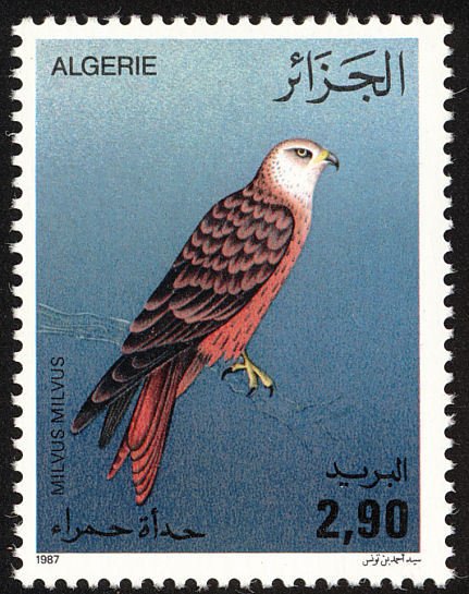 Red Kite (Milvus milvus)
