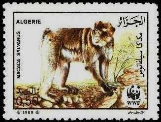 Barbary Macaque (Macaca sylvanus)