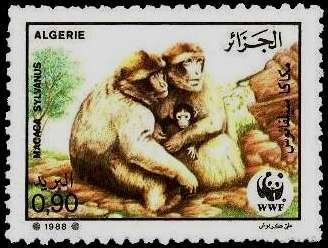 Barbary Macaque (Macaca sylvanus)