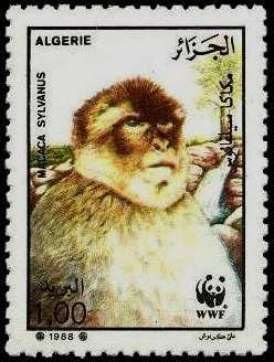 Barbary Macaque (Macaca sylvanus)
