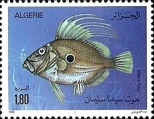 John Dory (Zeus faber)