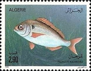 Blackspot Seabream (Pagellus bogaraveo)