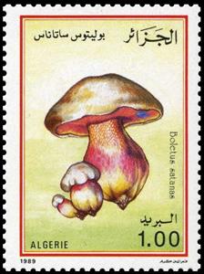 Stamp, Boletus satanas, Algeria,  , Mushrooms