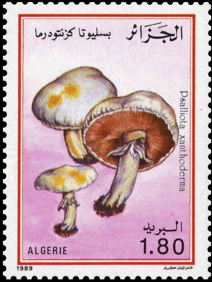 Psalliotta xanthoderma