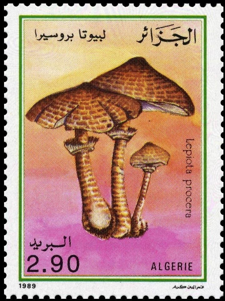 Lepiota procera