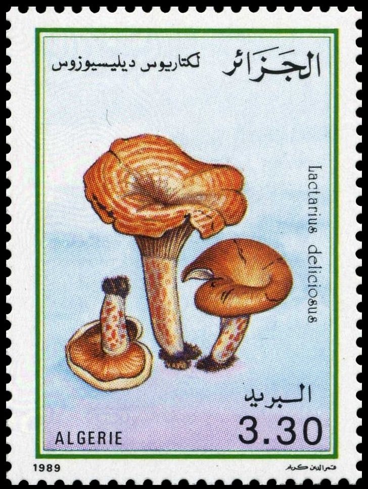 Lactarius deliciosus