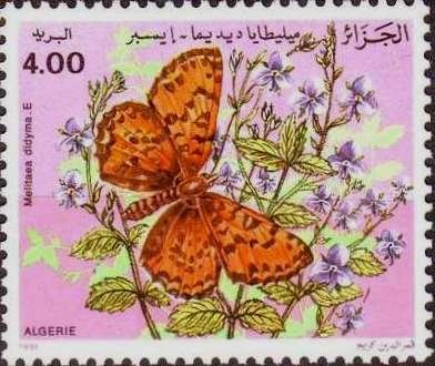 Spotted Fritillary (Melitaea didyma)