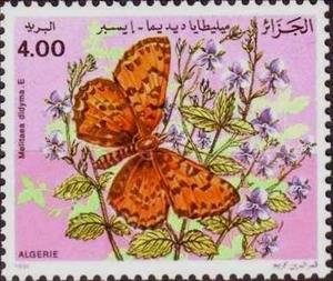 Stamp, Spotted Fritillary (Melitaea didyma), Algeria,  , Butterflies