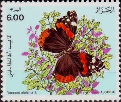 Red Admiral (Vanessa atalanta)