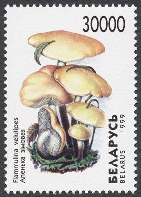 Flammulina velutipes