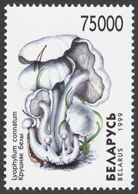 White Domecap (Lyophyllum connatum)